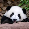 anna_mequanghung