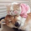 dogcat_hhh