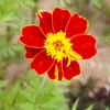 khadija85091