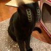 heademptykat