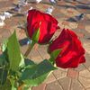 om_hosain
