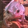 froggie059