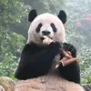jamesyeung315