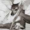 deerpiscis777