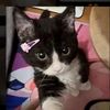 kitty 🫶