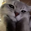 ursophia_15