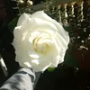 leilalimayza