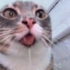 katfart67