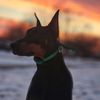 thatworkingpup.diezel3