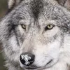 carthagianwolf
