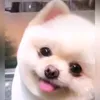 truongviet579