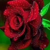 rifat1212699