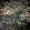 rs_492566