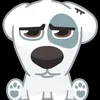 pipidaster721