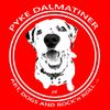 pykedalmatiner