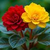 jasminakter1087
