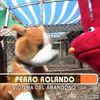perritu_
