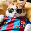 gato_cule