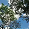 haliya2101