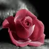 bilalafridi5742