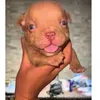 perrito_concaradependejo