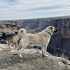 kangal_dogss