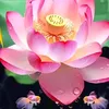 hungng29217120179