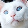 cat_ire2017