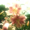 rou_8_8