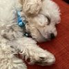milothepup22