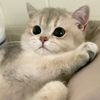 funpetslove