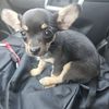 kholeandchico