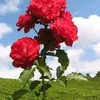 user140231677