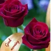 shamininair49