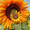 sonnenblumenkind69