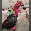 user0amg5edldg