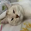 meowww.kdr
