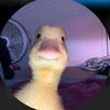 .lama.adam