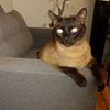 yazathetonkinese