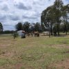 Tara property horse rescue