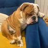 userllbupl1sta