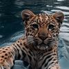 aminyeraz_