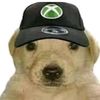 perrito.xbox1