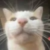 nobitchesnotme
