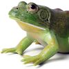 A frog in the well