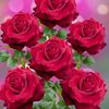 saqibmubeen463