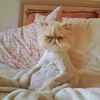 menna.mohamed4159