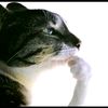 chito_