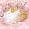 budin_adoptme05