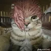 thukuna001
